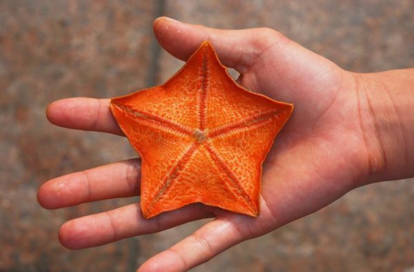 海星是肉食动物吗