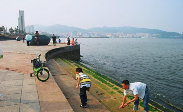 海星是肉食动物吗