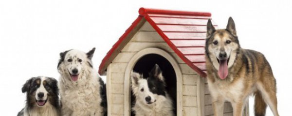 狗狗简单干净的名字