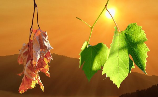 什么叫人生观包括哪些内容