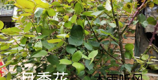 月季几月份移栽比较好成活