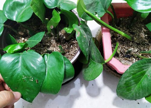 绿萝扦插快速生根方法