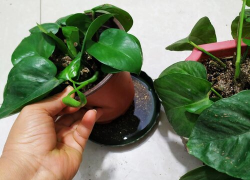 绿萝扦插快速生根方法