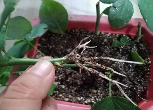 绿萝扦插快速生根方法