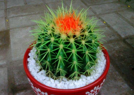 被仙人掌扎了怎么办