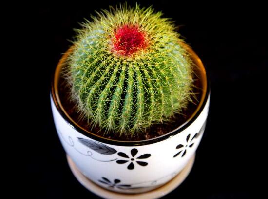 被仙人掌扎了怎么办