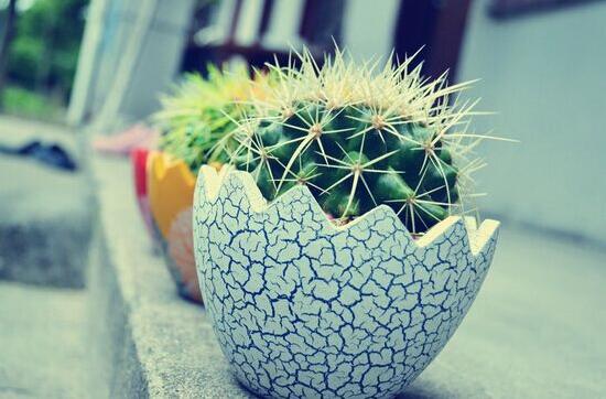 被仙人掌扎了怎么办