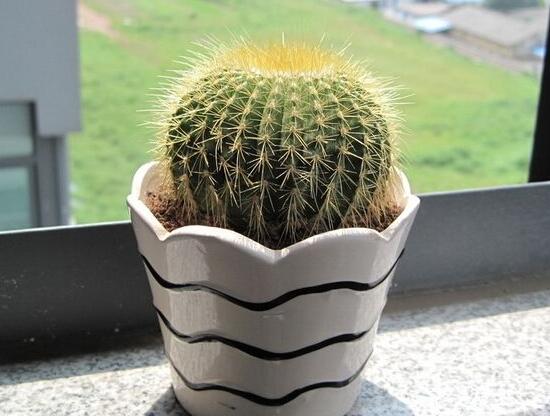 被仙人掌扎了怎么办