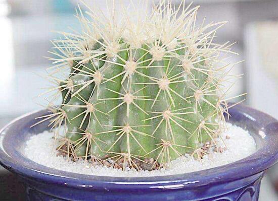 被仙人掌扎了怎么办