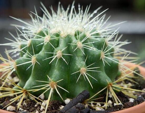 被仙人掌扎了怎么办