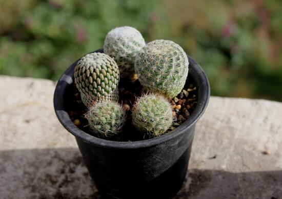 被仙人掌扎了怎么办