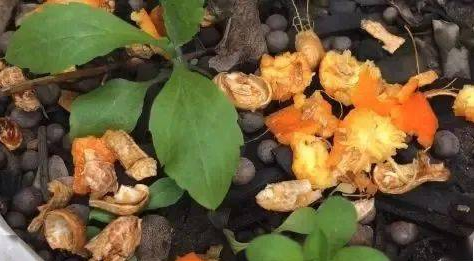 花生壳怎么发酵做营养土