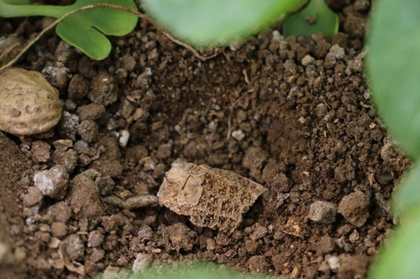 花生壳怎么发酵做营养土