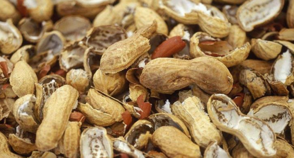 花生壳怎么发酵做营养土