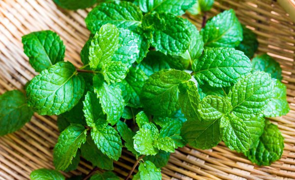 苍蝇在房间里乱飞怎么办