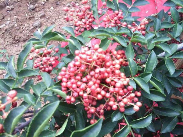 花椒树什么时候浇水合适