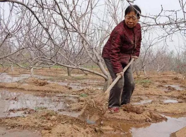 花椒树什么时候浇水合适