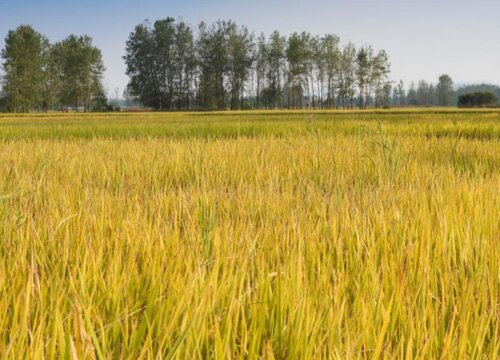 水稻品种北作一号介绍