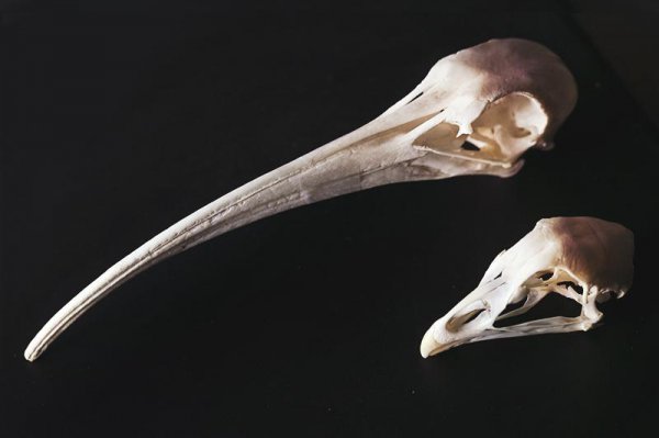 恐龙是怎么变成鸟类的