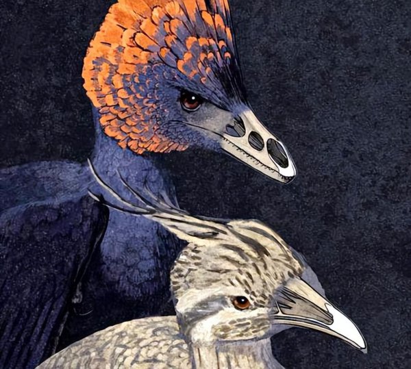 恐龙是怎么变成鸟类的