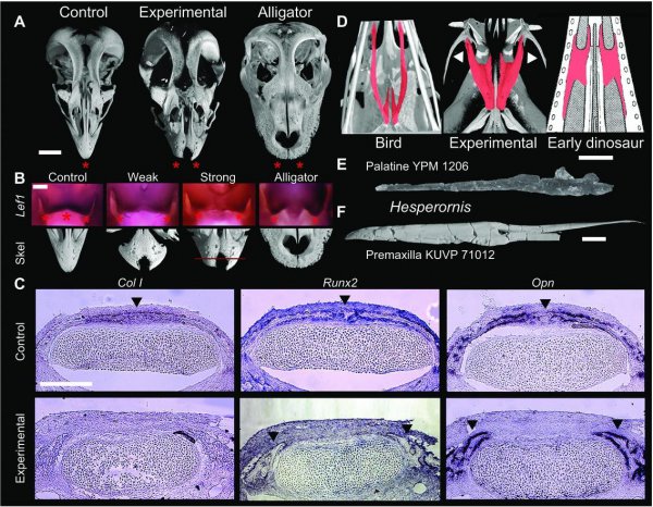 恐龙是怎么变成鸟类的