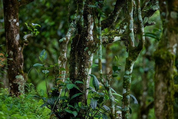 曼松古树茶是哪里的产地