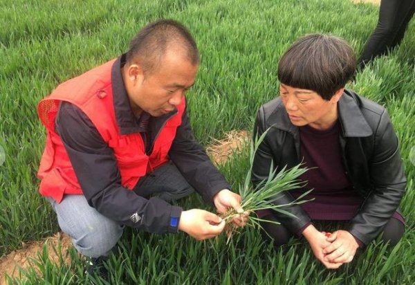 小麦发生白粉病怎样防治