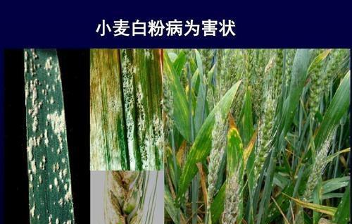 小麦发生白粉病怎样防治