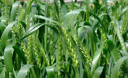 小麦发生白粉病怎样防治