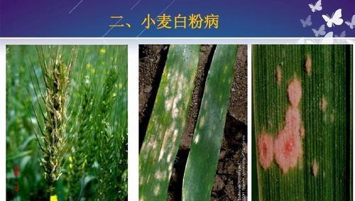 小麦发生白粉病怎样防治