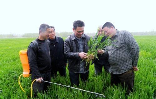 小麦发生白粉病怎样防治