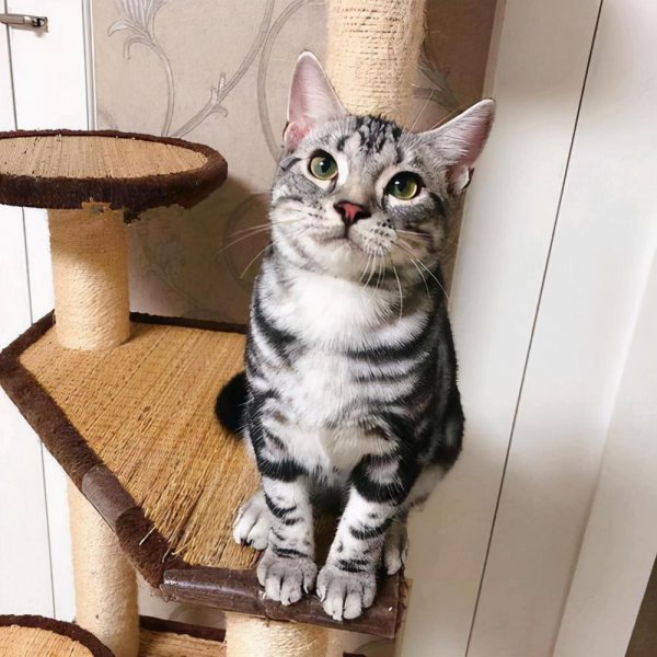 新手养英短还是美短