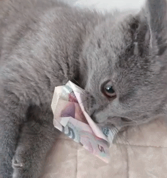 新手养英短还是美短