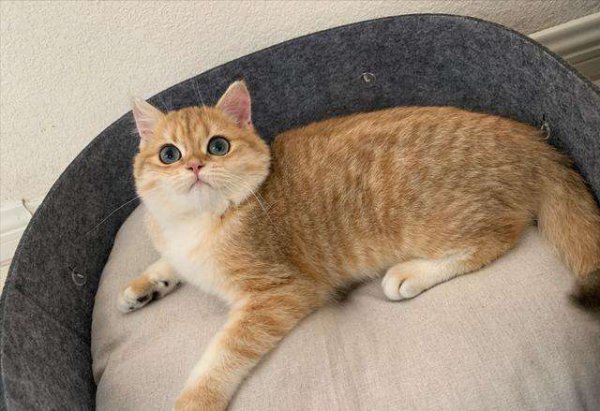 新手养英短还是美短