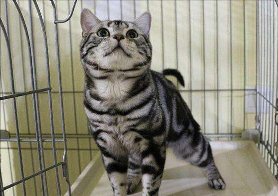 新手养英短还是美短