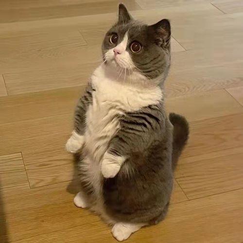 新手养英短还是美短