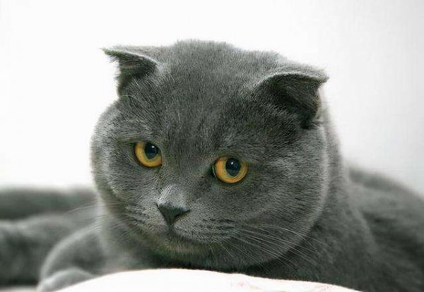 新手养英短还是美短