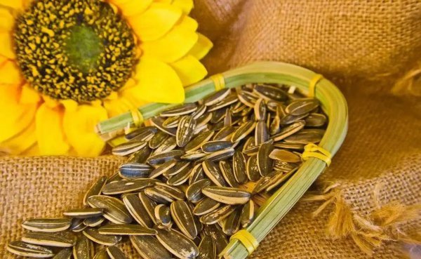 巴西首都圣保罗介绍