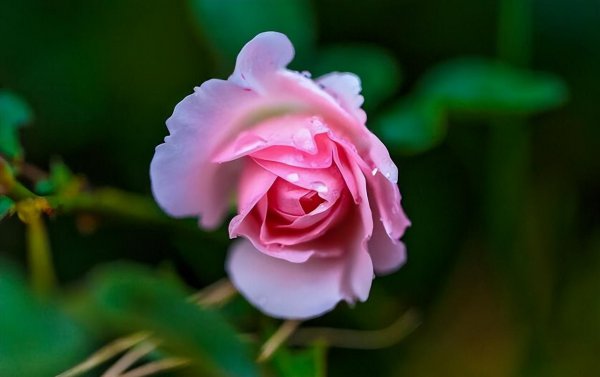 天蝎女的弱点有哪些