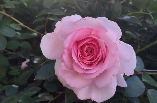 天蝎女的弱点有哪些