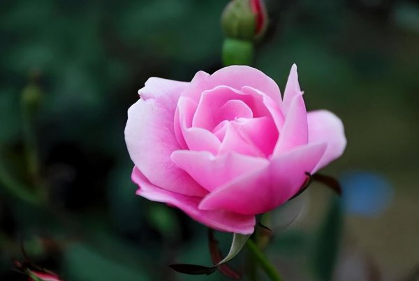 天蝎女的弱点有哪些