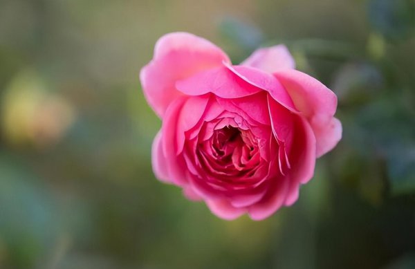 天蝎女的弱点有哪些