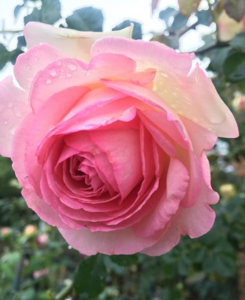 粉龙藤本月季优缺点分析