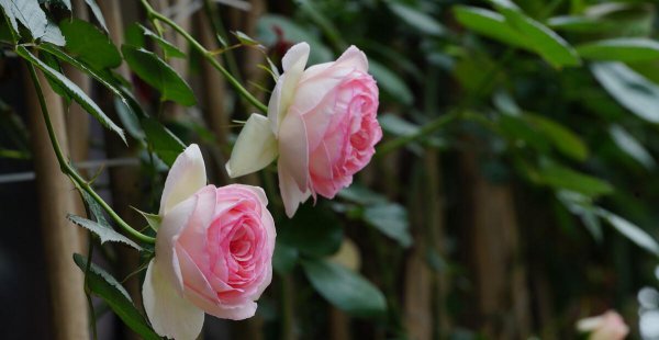 粉龙藤本月季优缺点分析