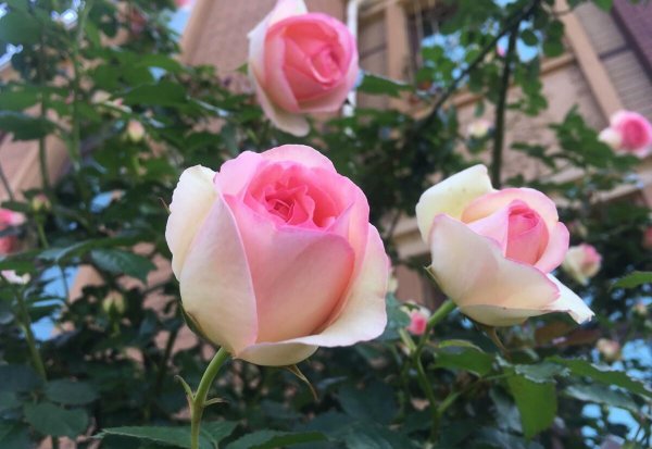 粉龙藤本月季优缺点分析