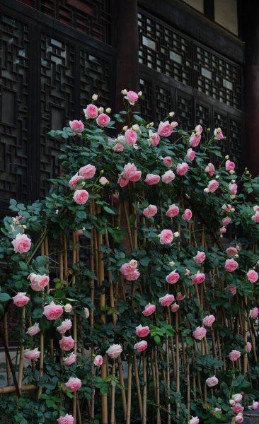 粉龙藤本月季优缺点分析