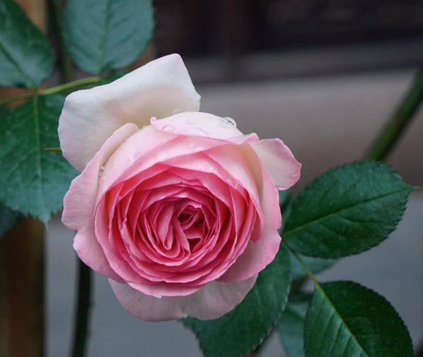 粉龙藤本月季优缺点分析