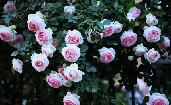 粉龙藤本月季优缺点分析