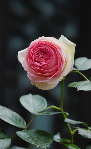 粉龙藤本月季优缺点分析