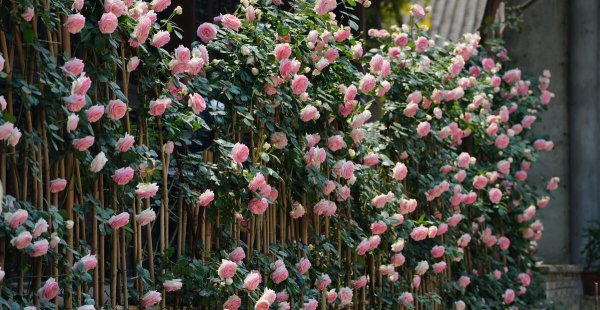 粉龙藤本月季优缺点分析